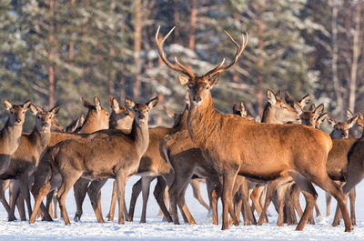 Herd of deer