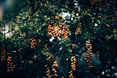 Close-up of fruits growing on tree