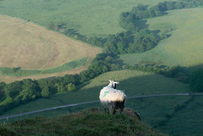 View of a sheep on landscape