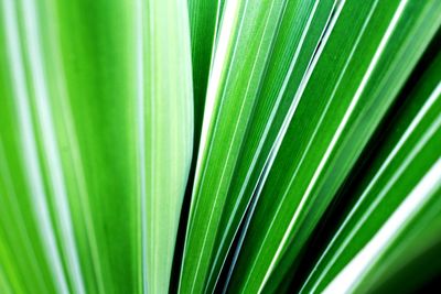 Close-up of palm leaf