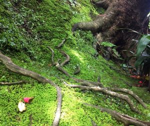 Plants growing on hill