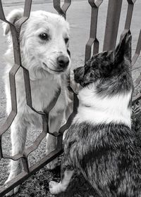 High angle view of dog sitting outdoors