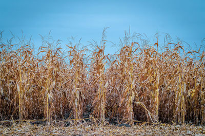 Rows of dry