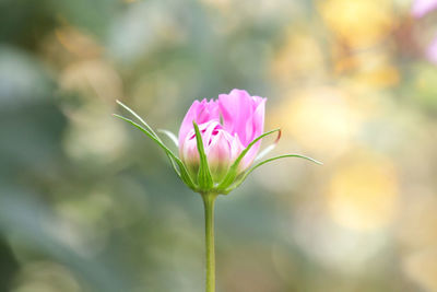 Close-up of pink flower