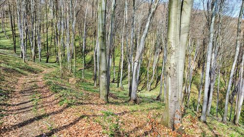 Trees in forest