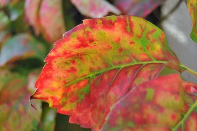 Close-up of maple leaves on tree during autumn
