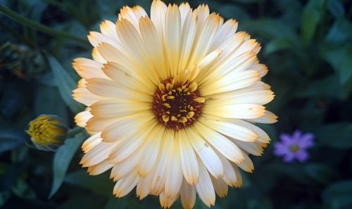 Close-up of flower blooming outdoors