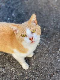 High angle view of cat on street