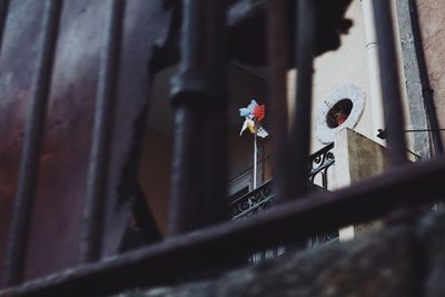 Close-up of flowering plant against metal fence