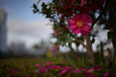 Close-up of pink flowering plant