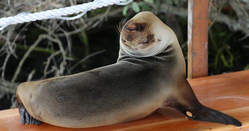 Close-up of plant against blurred background