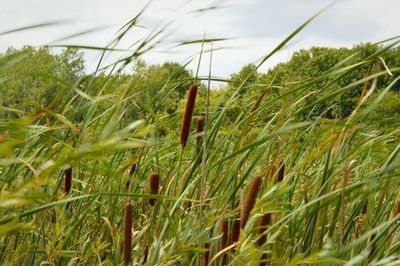 Close-up of plants growing in field