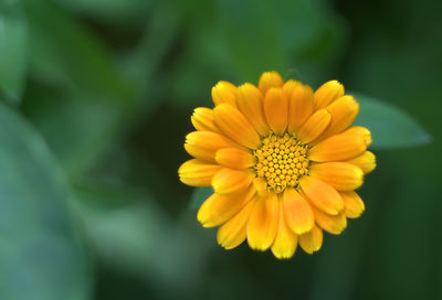 Close-up of yellow flower blooming outdoors