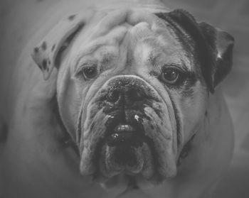 Close-up portrait of english bulldog