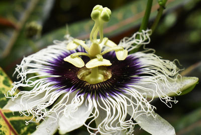 Close-up of purple flowering plant