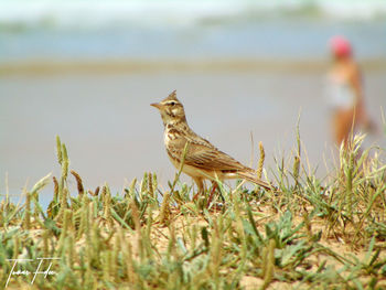 Close-up of bird perching on field