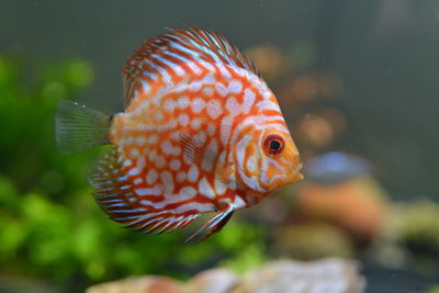 Close-up of fish swimming in sea