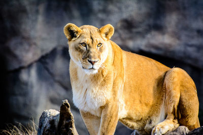 Close-up of lion