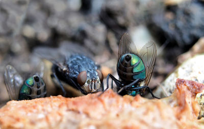 Close-up of insect