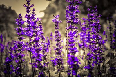 Close-up of purple flowers