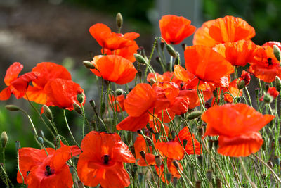 Close-up of red flowering plants on field