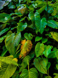 Full frame shot of green leaves