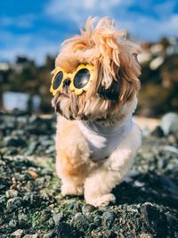 Close-up of a dog looking away