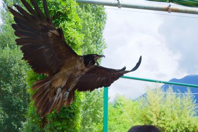 Close-up of eagle flying against sky