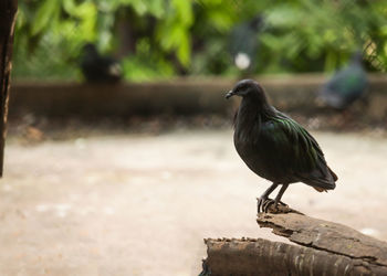 Close-up of bird perching on wooden post