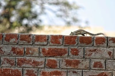 Close-up of squirrel on retaining wall