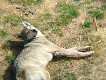 View of sheep on grass