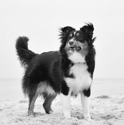 Portrait of dog on beach against sky