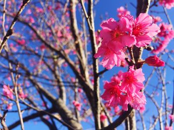 Low angle view of pink cherry blossom