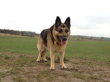 German shepherd standing on grassy field against clear sky