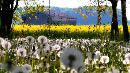 Fresh yellow flowering plants on field