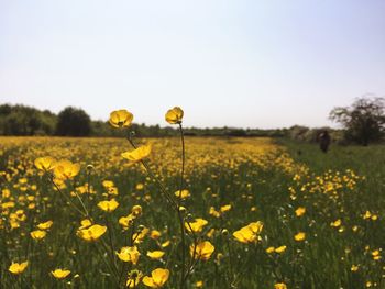 Yellow flowers in field