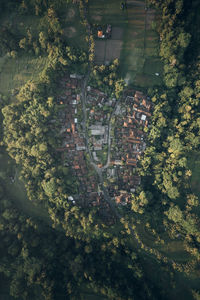 High angle view of trees in forest