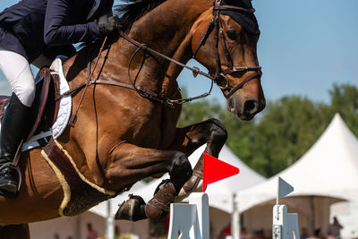 Horse jumping, equestrian sports themed photo.