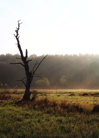 Bare tree on field against sky