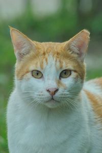 Close-up portrait of cat