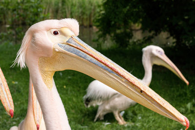 Close-up of pelican on field