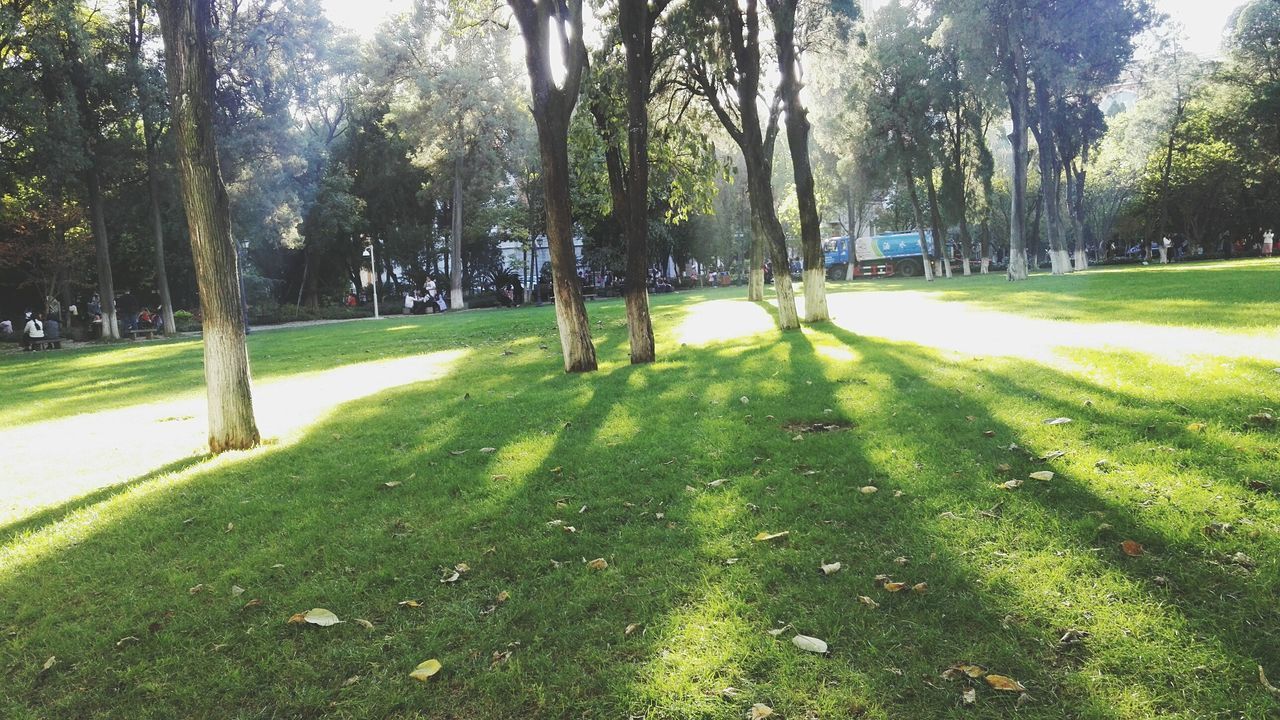 TREES AND GRASS ON GRASSLAND