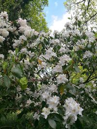 Close-up of white flowers blooming on tree