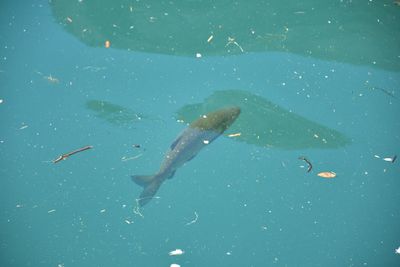 Fish swimming in sea