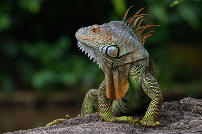 Close-up of lizard on rock