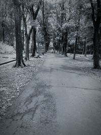 Road passing through forest