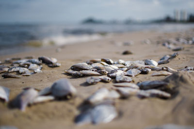 Close-up of stones on beach