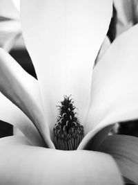 Close-up of flowering plant