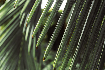 Close-up of palm leaf