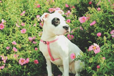 Close-up of dog by flowers blooming outdoors